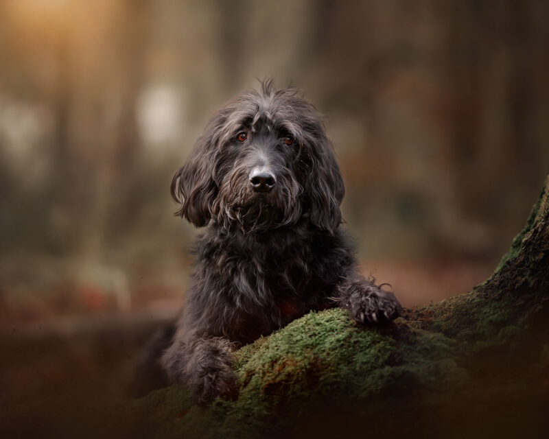 Foto-van-een-zwarte-langharige-hond-op-groen-mos-en-een-boomstam-in-het-bos-door-fotograaf-Willie-Kers-uit-Apeldoorn-copy