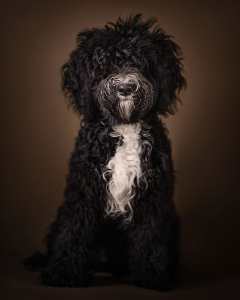 fine-art-portret-van-een-zwarte-franse-waterhond-of-barbet-door-natuurlijk-licht-fotograaf-willie-kers-uit-apeldoorn-copy