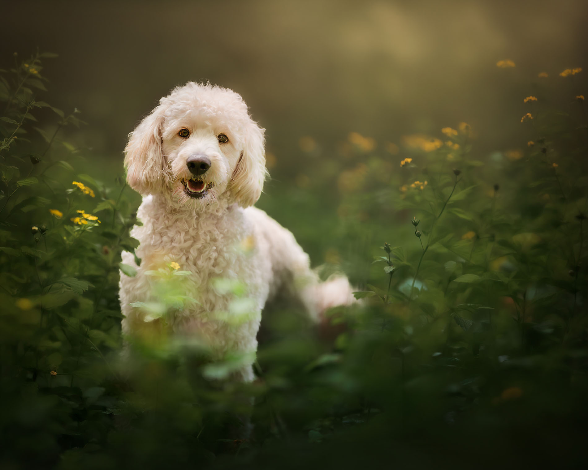 Canon-Fine-art-hondenportret-van-een-Goldendoolde-in-het-groene-hoge-gras-met-gele-bloemen-met-veel-bokeh-in-een-dromerige-setting-door-natuurlijk-licht-fotograaf-Willie-kers-uit-Apeldoorn-copy
