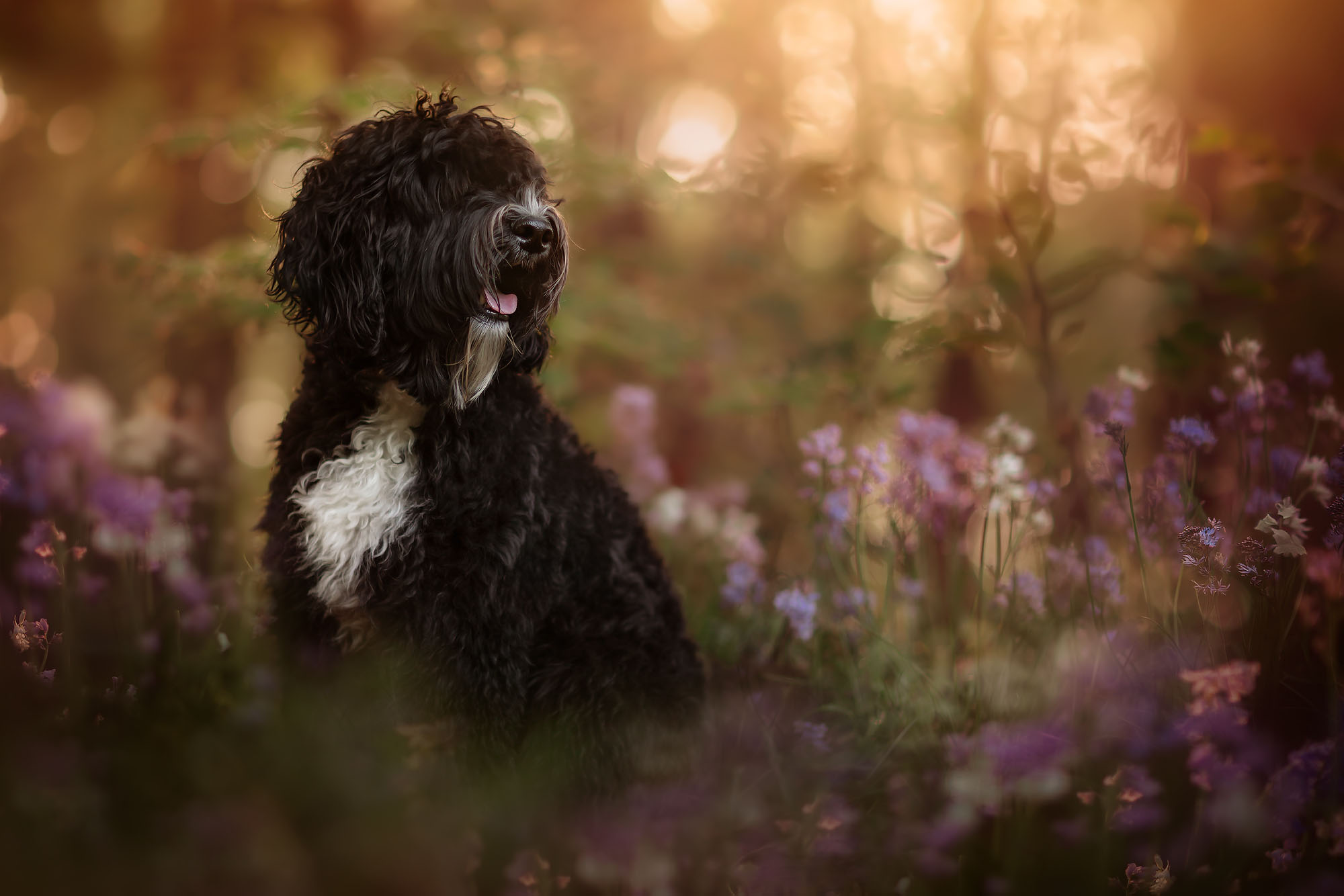 hondenfoto-tussen-de-lentebloemen-tijdens-zonsondergang-door-natuurlijk-licht-fotograaf-Willie-Kers-uit-Apeldoorn-van-een-Barbet-of-Franse-waterhond-die-lijkt-op-een-labradoodle-copy